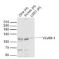 VCAM1 Rabbit pAb